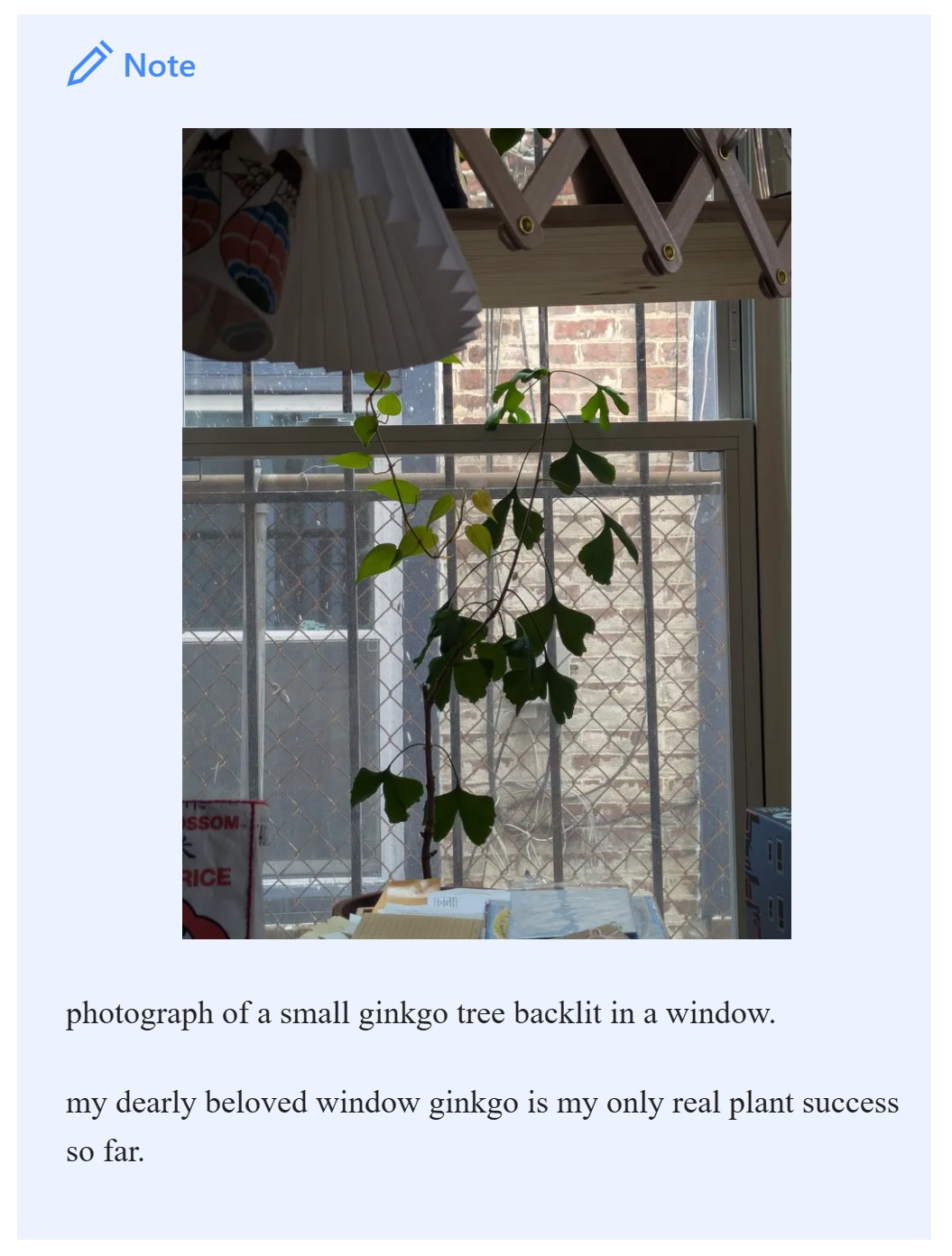 screenshot of garden dot yone dot house website, displaying the ginkgo tree i keep in my apartment window